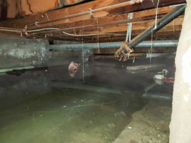Carpet water damage restoration in MI