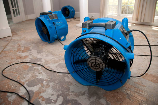 Best Mold removal after water damage  in Gaylord, MI